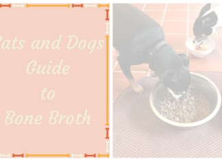 Cats and Dogs Guide to Bone Broth