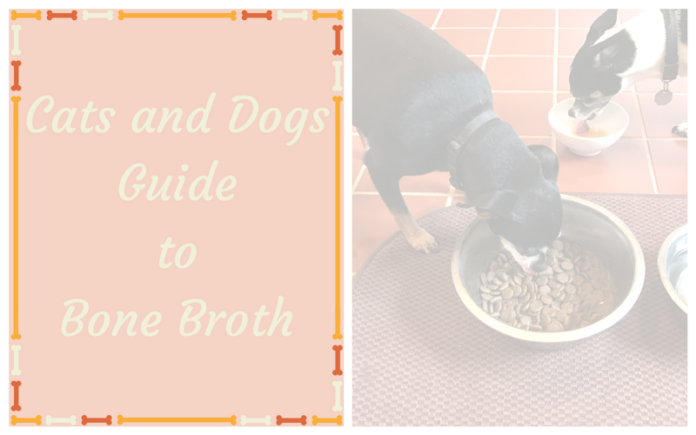 Cats and Dogs Guide to Bone Broth